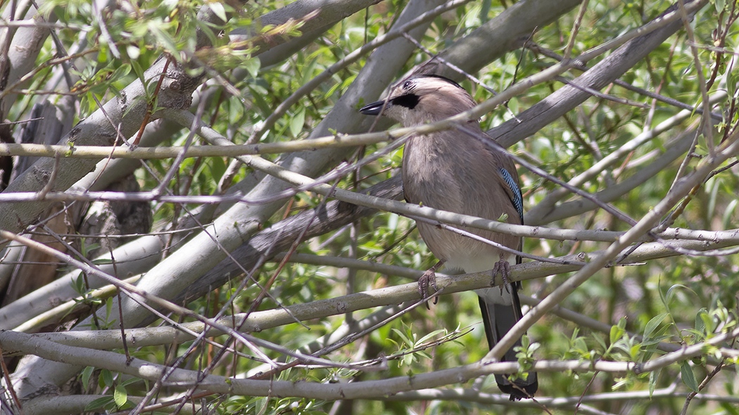 Eurasian Jay