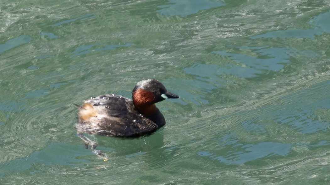 Little Grebe