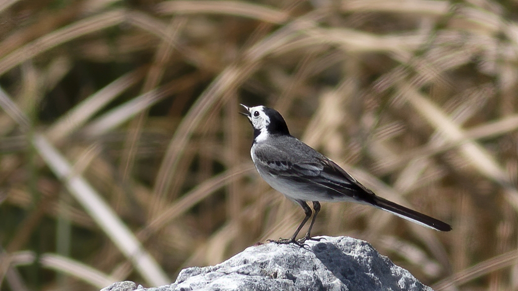 White Wagtail