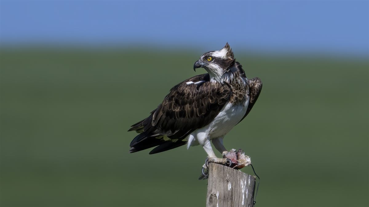 Osprey
