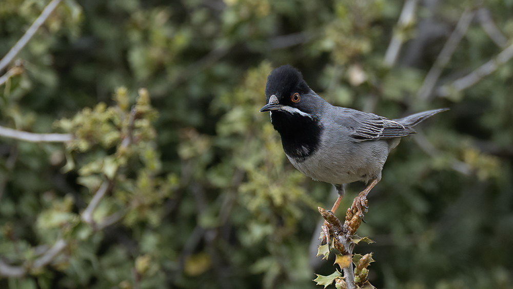 Rüppell`s Warbler