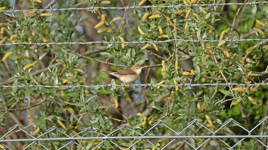 Common Reed Warbler
