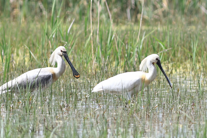 Eurasian Spoonbill
