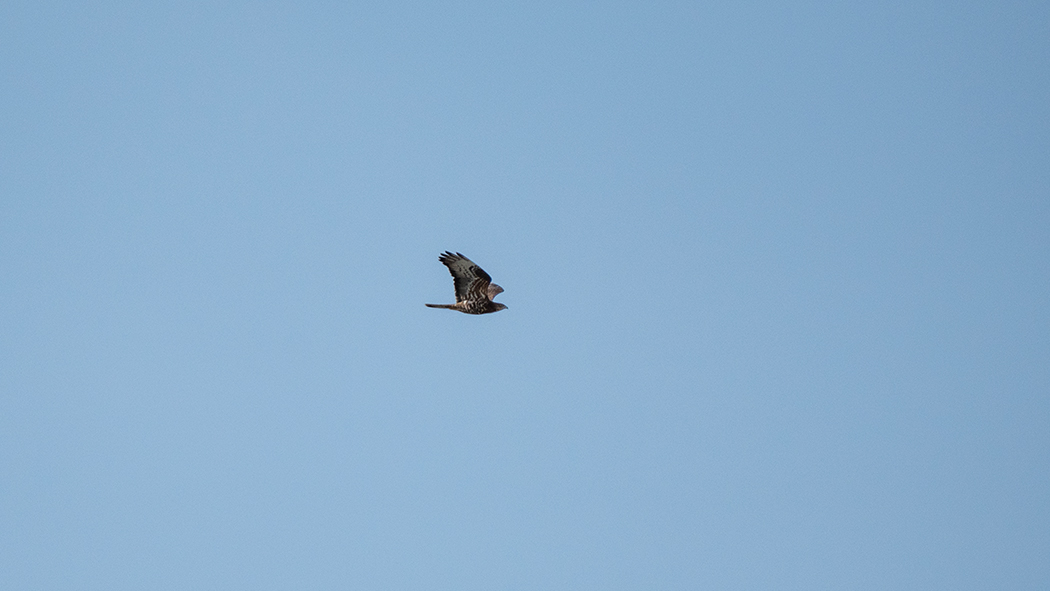 European Honey Buzzard