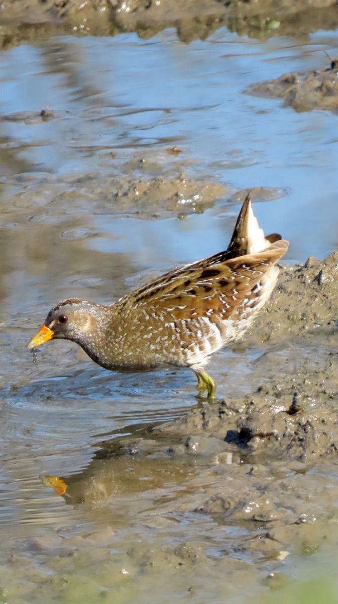 Spotted Crake