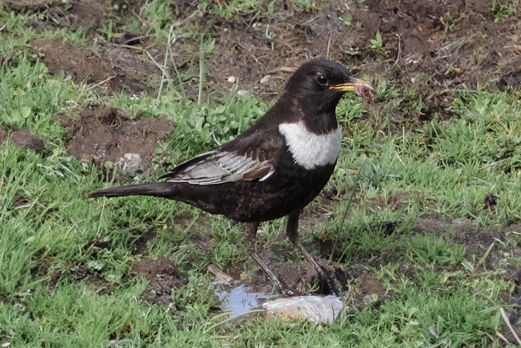 Ring Ouzel