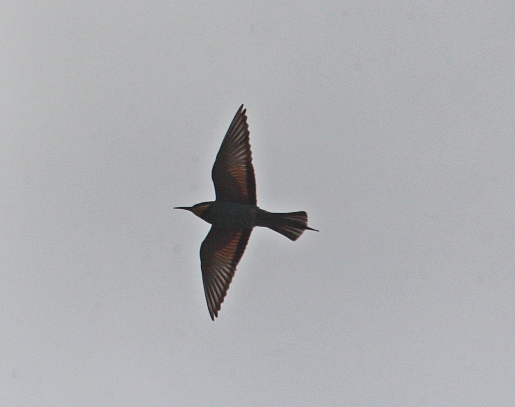 European Bee-eater