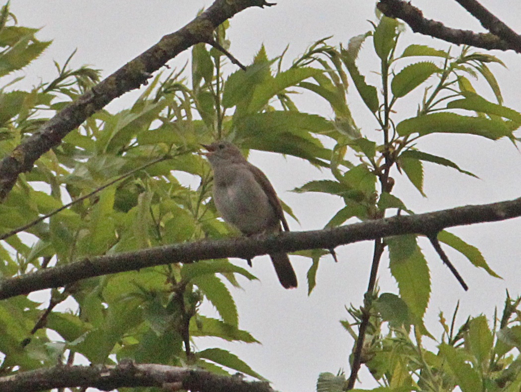 Common Nightingale