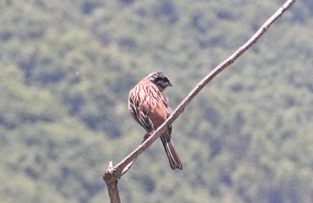 Rock Bunting
