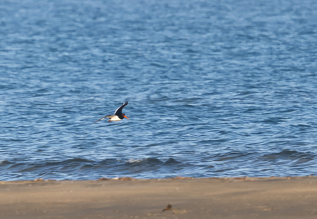 Eurasian Oystercatcher