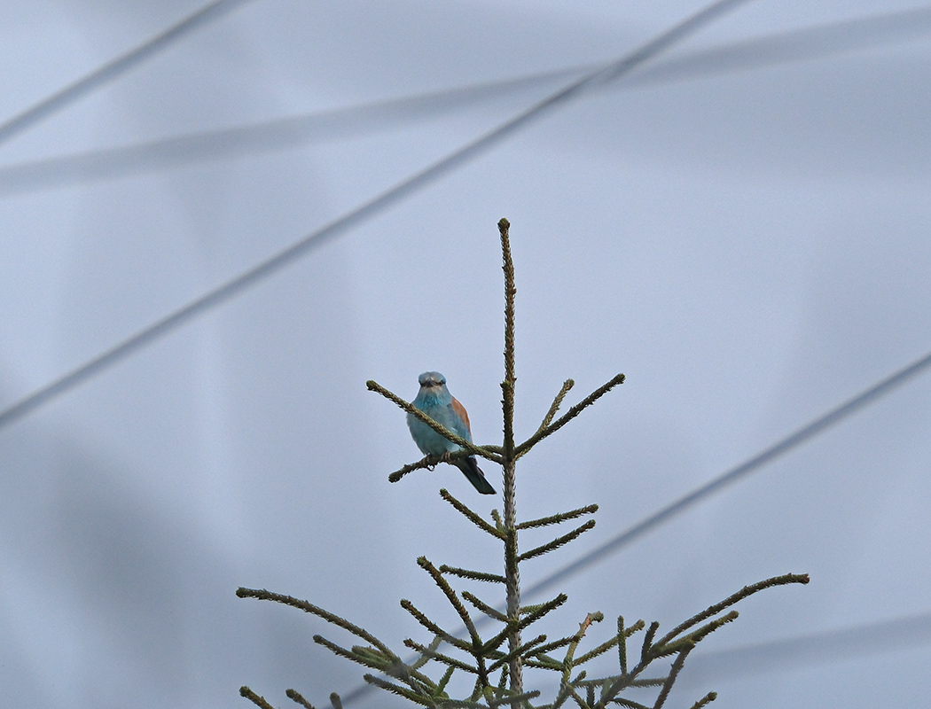 European Roller