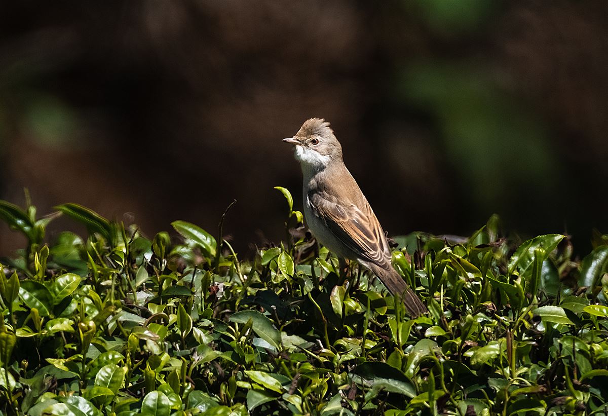 Common Whitethroat