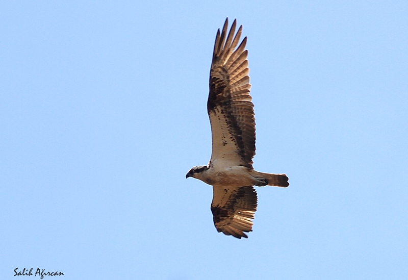 Osprey
