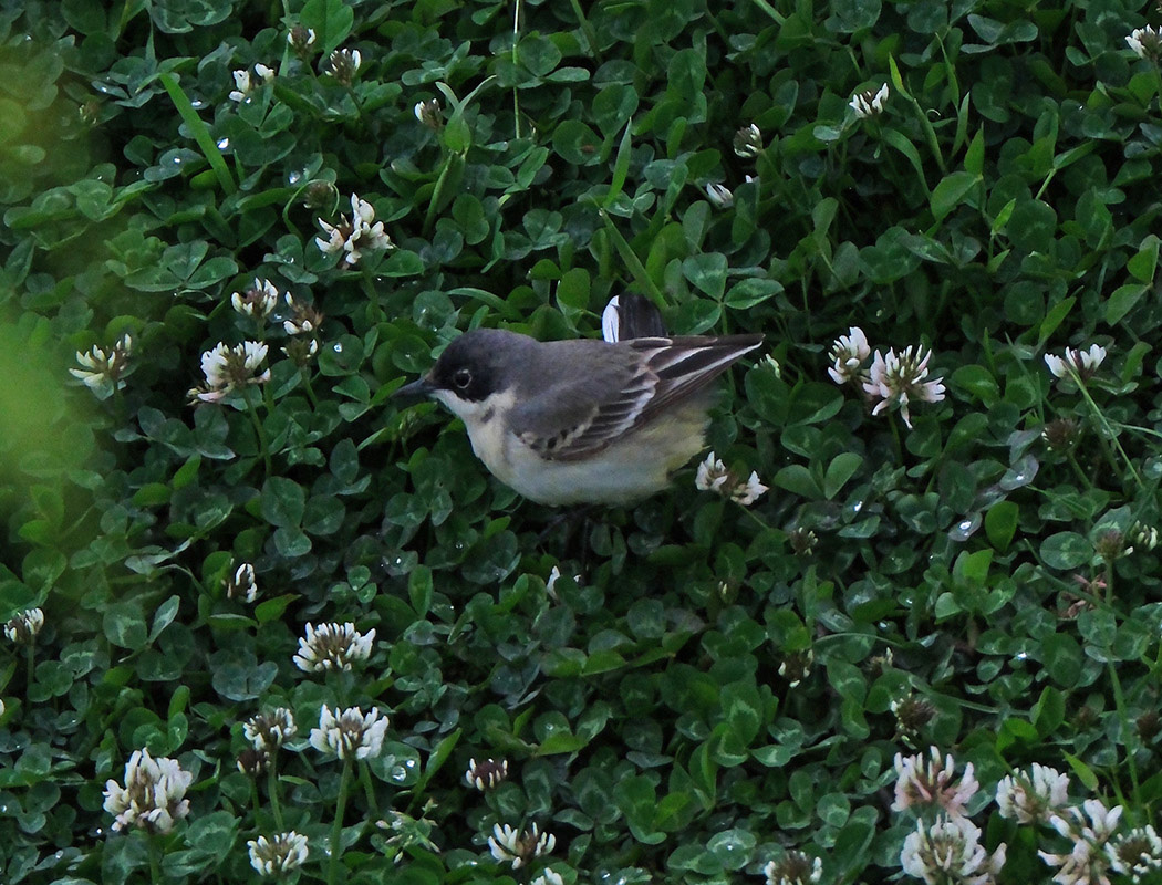 Western Yellow Wagtail
