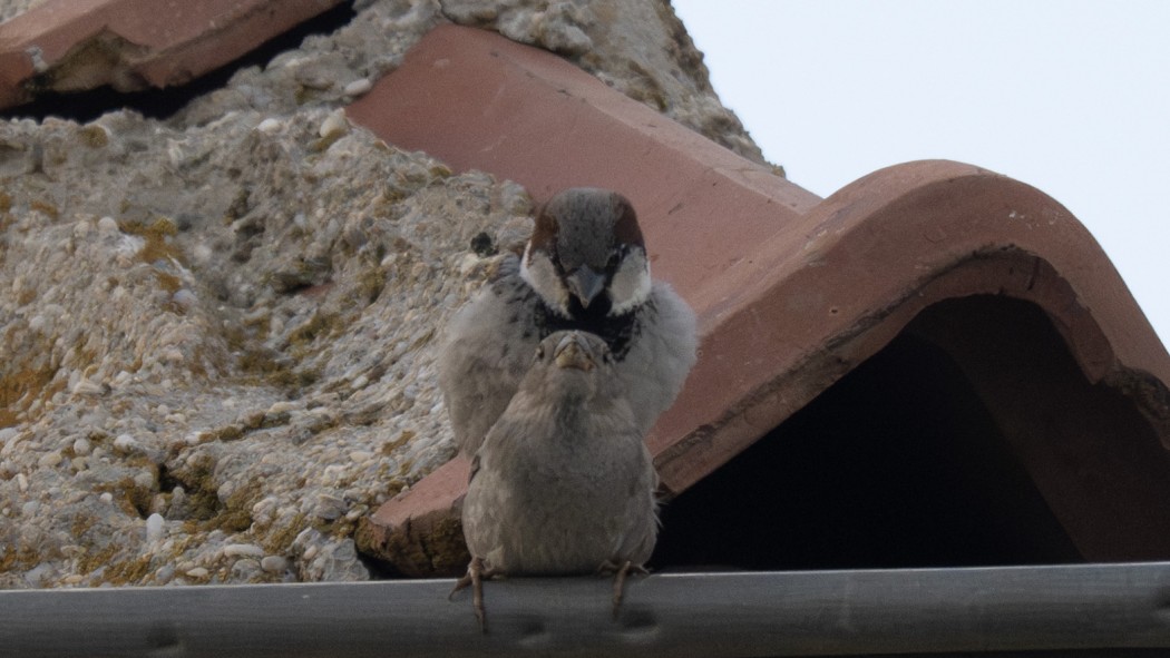 House Sparrow