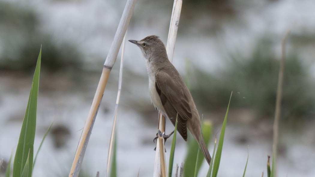 Great Reed Warbler