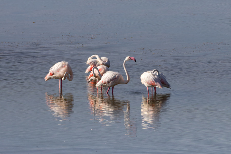Greater Flamingo