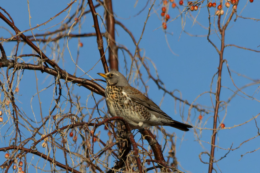 Fieldfare