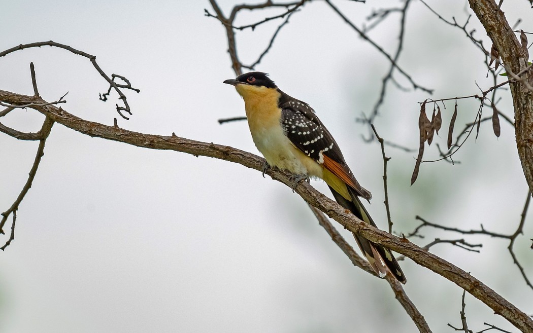 Great Spotted Cuckoo