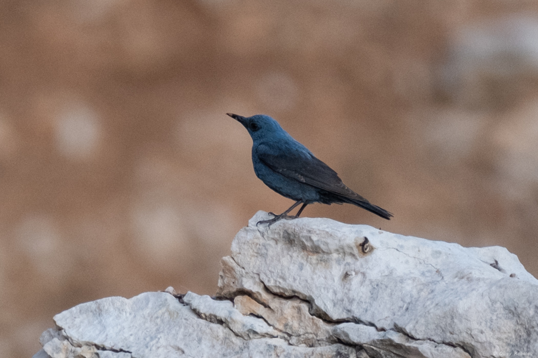 Blue Rock Thrush
