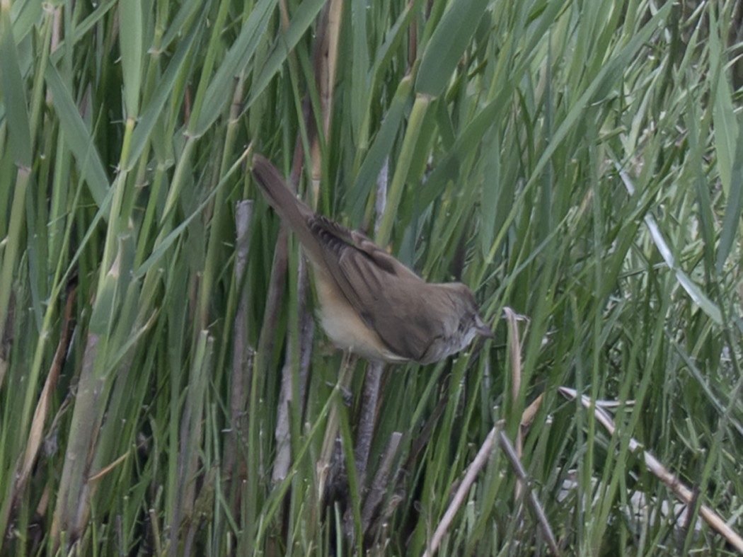Great Reed Warbler
