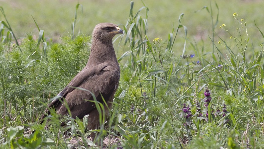 Lesser Spotted Eagle