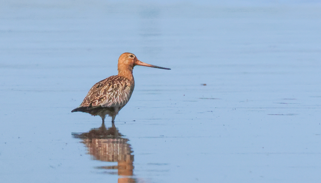 Bar-tailed Godwit