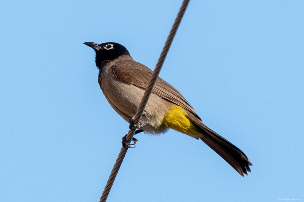 White-spectacled Bulbul