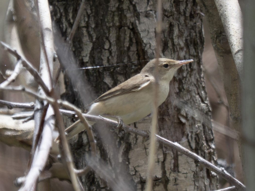 Eastern Olivaceous Warbler