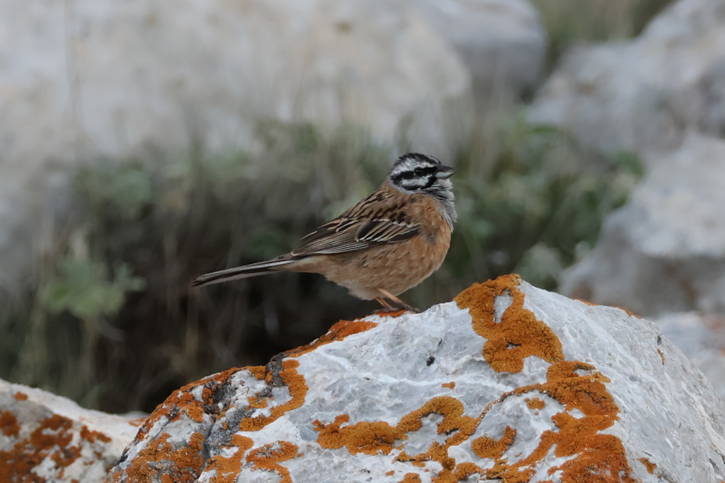 Rock Bunting
