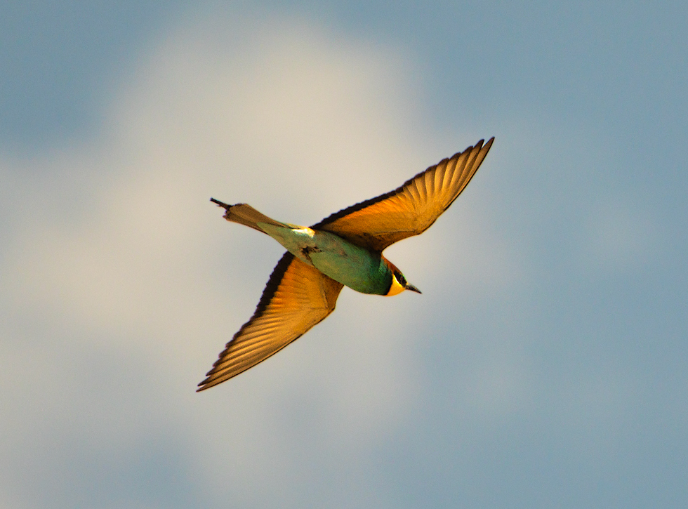 European Bee-eater
