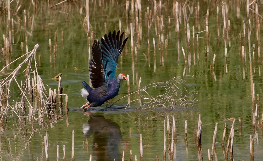 Grey-headed Swamphen