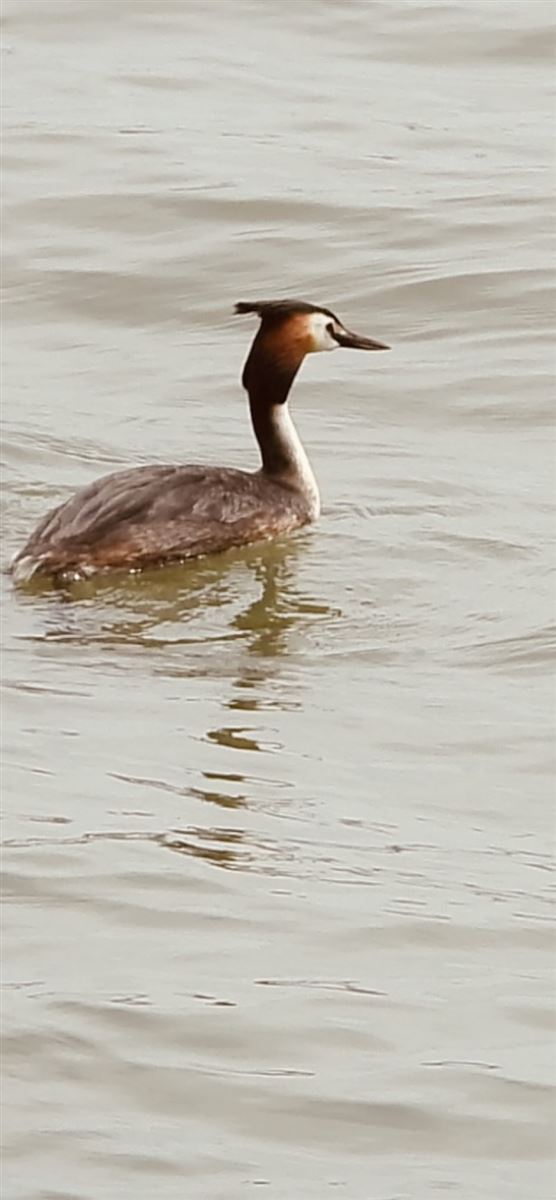 Great Crested Grebe