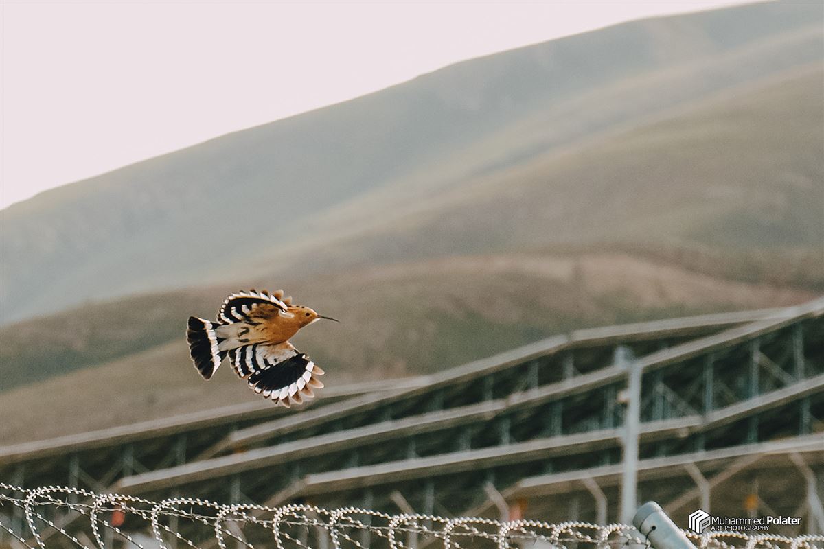 Common Hoopoe