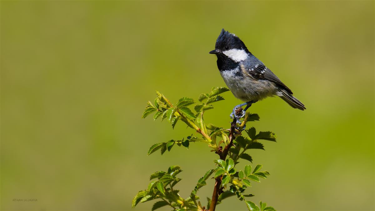 Coal Tit