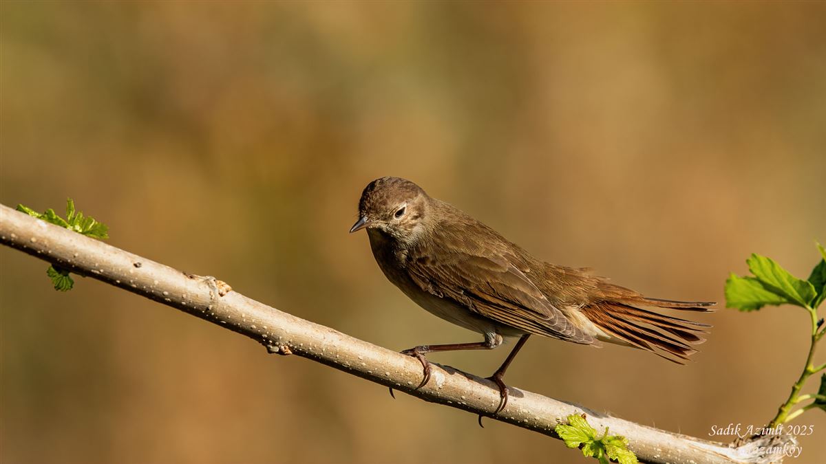 Common Nightingale