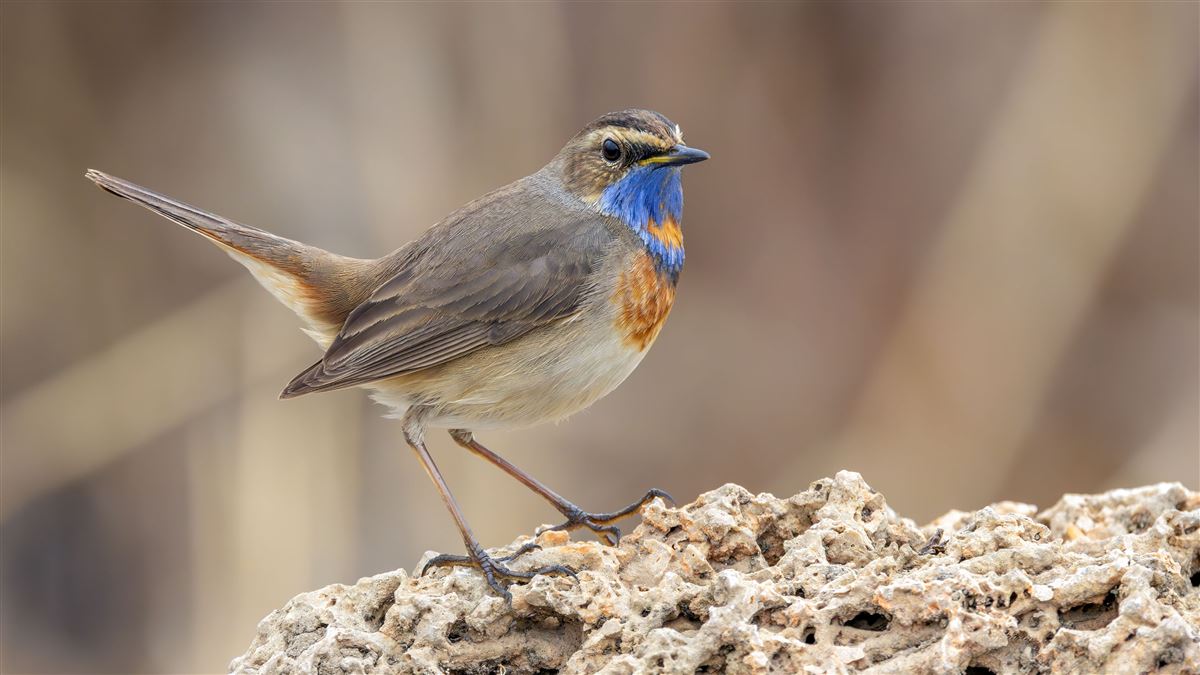 Bluethroat
