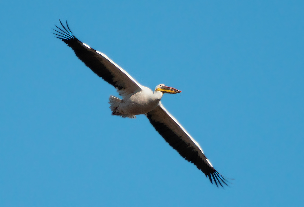 Great White Pelican