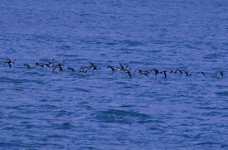 Yelkouan Shearwater