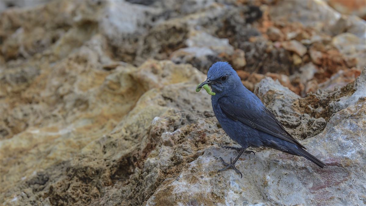 Blue Rock Thrush