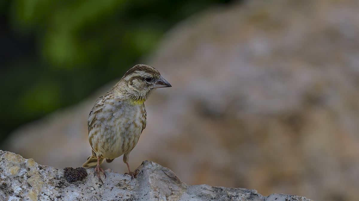 Rock Sparrow
