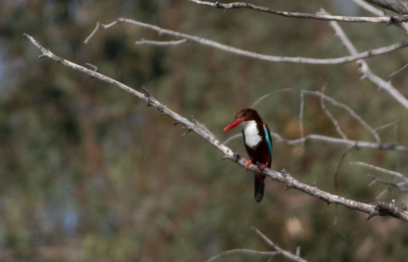 White-throated Kingfisher