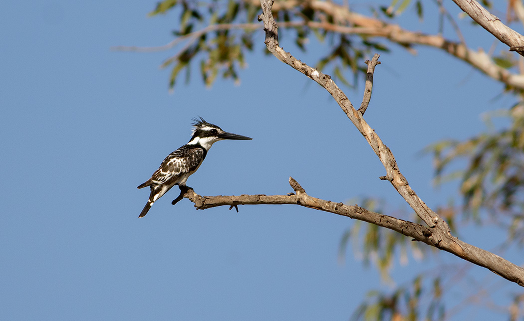Pied Kingfisher