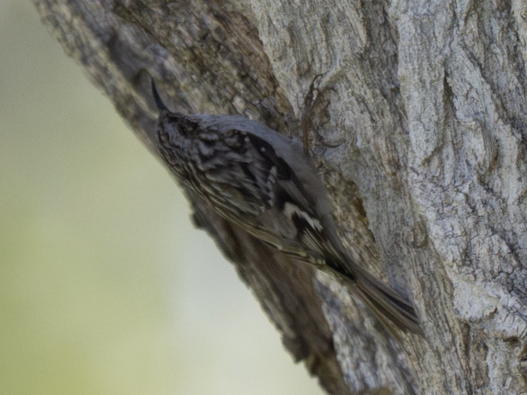 Short-toed Treecreeper