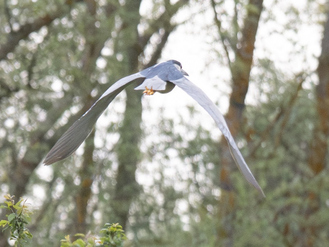 Black-crowned Night Heron