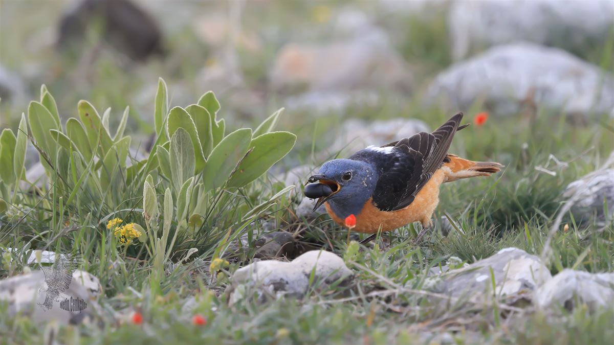 Common Rock Thrush