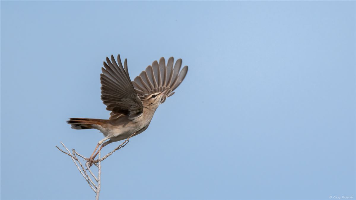 Rufous-tailed Scrub Robin