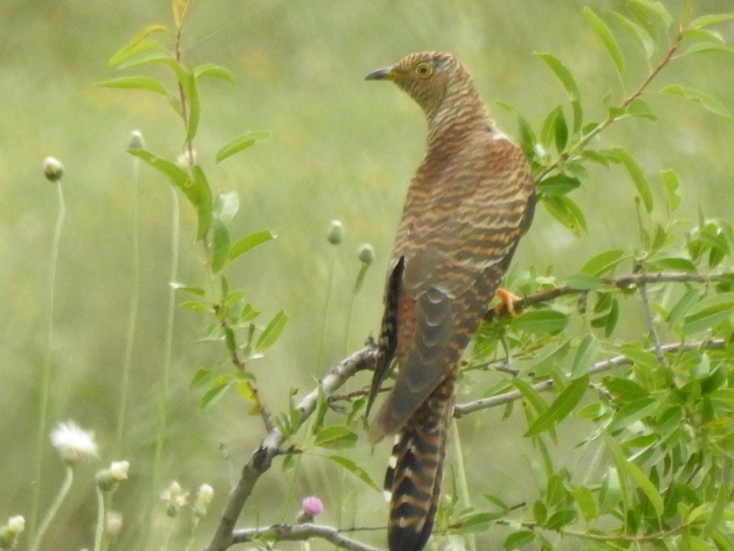 Common Cuckoo