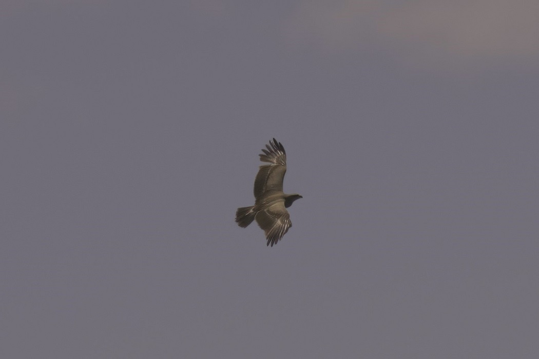 Lesser Spotted Eagle