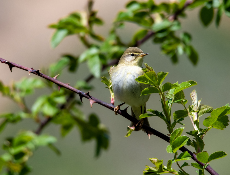 Green Warbler